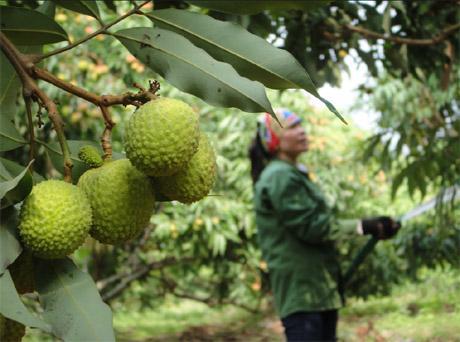 Early lychee season in northern province